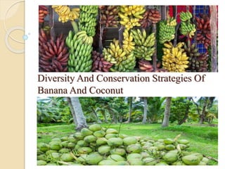 Diversity And Conservation Strategies Of
Banana And Coconut
 