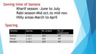 Sowing time of banana
Kharif season –June to July
Rabi season-Mid oct.to mid nov.
Hilly areas-March to April
Varieties Spacing No. of plant No. of
suckers/acre
Rasthali 2.1x2.1 2267 907
Poovan 2.1x2.1 2267 907
Nendran 2.1x2.1 2267 907
Spacing
 