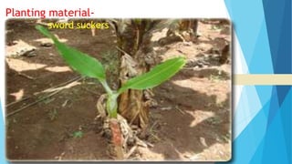 hgdhhshjhjaskjkjhhbcb
A sucker next to but only
superficially attach to the mother
rhizome with broad leaves at an
early stage. Water suckers
produce inferior fruit (not healthy
banana clump) and are therefore
not recommended.
a) Sword Sucker
Planting material-
sword suckers
 