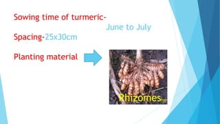 Sowing time of turmeric-
June to July
Spacing-25x30cm
Planting material
Rhizomes
 