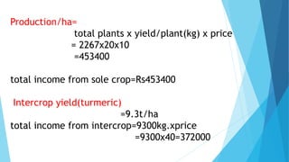 Production/ha=
total plants x yield/plant(kg) x price
= 2267x20x10
=453400
total income from sole crop=Rs453400
Intercrop yield(turmeric)
=9.3t/ha
total income from intercrop=9300kg.xprice
=9300x40=372000
 