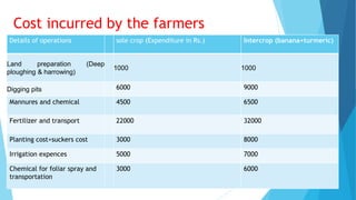 Details of operations sole crop (Expenditure in Rs.) Intercrop (banana+turmeric)
Land preparation (Deep
ploughing & harrowing)
1000 1000
Digging pits 6000 9000
Mannures and chemical 4500 6500
Fertilizer and transport 22000 32000
Planting cost+suckers cost 3000 8000
Irrigation expences 5000 7000
Chemical for foliar spray and
transportation
3000 6000
Cost incurred by the farmers
 