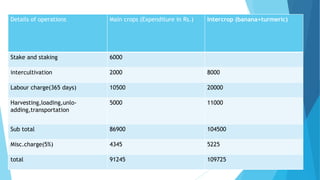 Details of operations Main crops (Expenditure in Rs.) Intercrop (banana+turmeric)
Stake and staking 6000
intercultivation 2000 8000
Labour charge(365 days) 10500 20000
Harvesting,loading,unlo-
adding,transportation
5000 11000
Sub total 86900 104500
Misc.charge(5%) 4345 5225
total 91245 109725
 