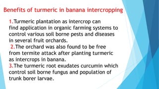 1.Turmeric plantation as intercrop can
find application in organic farming systems to
control various soil borne pests and diseases
in several fruit orchards.
2.The orchard was also found to be free
from termite attack after planting turmeric
as intercrops in banana.
3.The turmeric root exudates curcumin which
control soil borne fungus and population of
trunk borer larvae.
Benefits of turmeric in banana intercropping
 