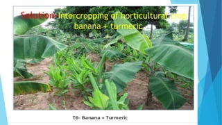 Solution-Intercropping of horticultural crop
banana + turmeric
 