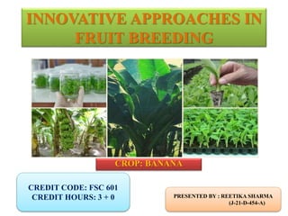 INNOVATIVE APPROACHES IN
FRUIT BREEDING
CROP: BANANA
CREDIT CODE: FSC 601
CREDIT HOURS: 3 + 0 PRESENTED BY : REETIKA SHARMA
(J-21-D-454-A)
 