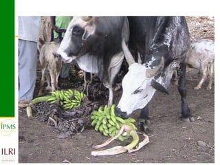 Banana value chain development: IPMS experience in Metema