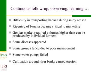 Banana value chain development: IPMS experience in Metema