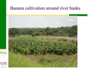 Banana value chain development: IPMS experience in Metema