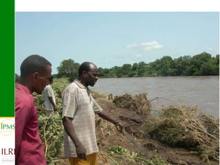 Banana value chain development: IPMS experience in Metema