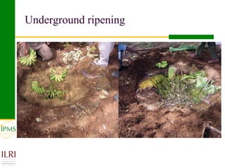 Banana value chain development: IPMS experience in Metema