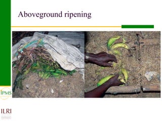 Banana value chain development: IPMS experience in Metema
