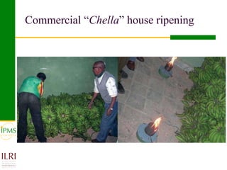 Banana value chain development: IPMS experience in Metema