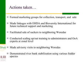 Banana value chain development: IPMS experience in Metema