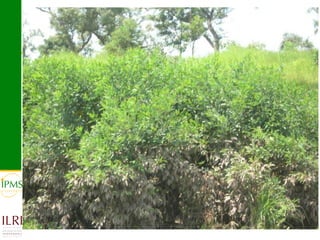 Banana value chain development: IPMS experience in Metema