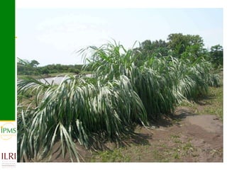 Banana value chain development: IPMS experience in Metema