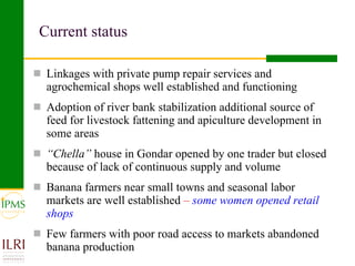 Banana value chain development: IPMS experience in Metema