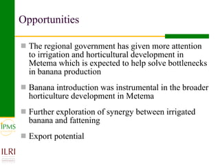 Banana value chain development: IPMS experience in Metema