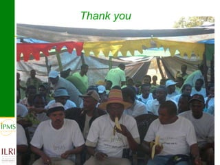 Banana value chain development: IPMS experience in Metema