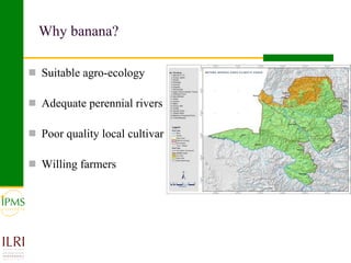 Banana value chain development: IPMS experience in Metema