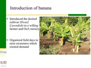 Banana value chain development: IPMS experience in Metema
