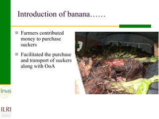 Banana value chain development: IPMS experience in Metema