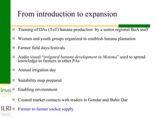 Banana value chain development: IPMS experience in Metema