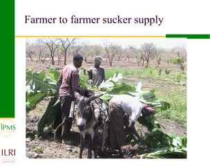 Banana value chain development: IPMS experience in Metema