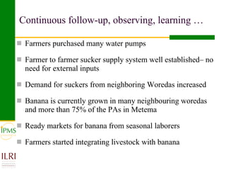 Banana value chain development: IPMS experience in Metema