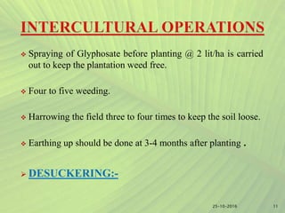  Spraying of Glyphosate before planting @ 2 lit/ha is carried
out to keep the plantation weed free.
 Four to five weeding.
 Harrowing the field three to four times to keep the soil loose.
 Earthing up should be done at 3-4 months after planting .
 DESUCKERING:-
1125-10-2016
 