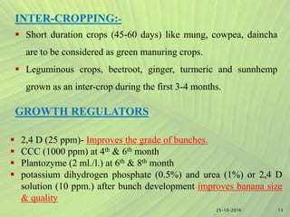 13
INTER-CROPPING:-
 Short duration crops (45-60 days) like mung, cowpea, daincha
are to be considered as green manuring crops.
 Leguminous crops, beetroot, ginger, turmeric and sunnhemp
grown as an inter-crop during the first 3-4 months.
GROWTH REGULATORS
 2,4 D (25 ppm)- Improves the grade of bunches.
 CCC (1000 ppm) at 4th & 6th month
 Plantozyme (2 ml./l.) at 6th & 8th month
 potassium dihydrogen phosphate (0.5%) and urea (1%) or 2,4 D
solution (10 ppm.) after bunch development improves banana size
& quality
25-10-2016
 