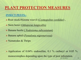INSECT PESTS:-
 Root stock/rhizome weevil (Cosmopolites sordidus) ,
 Stem borer (Odioporus longicollis)
 Banana beetle ( Nodostoma subcostatum)
 Banana aphid (Pentalonia nigronervosa)
 Nematodes & Thrips
 Application of 0.04% endosulfan, 0.1 % carbaryl or 0.05 %
monocrotophos depending upon the type of pest infestation.
1425-10-2016
 