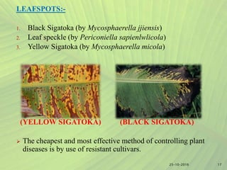 LEAFSPOTS:-
1. Black Sigatoka (by Mycosphaerella jjiensis)
2. Leaf speckle (by Periconiella sapienlwlicola)
3. Yellow Sigatoka (by Mycosphaerella micola)
(YELLOW SIGATOKA) (BLACK SIGATOKA)
 The cheapest and most effective method of controlling plant
diseases is by use of resistant cultivars.
1725-10-2016
 