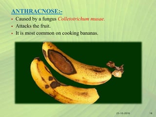 ANTHRACNOSE:-
 Caused by a fungus Colletotrichum musae.
 Attacks the fruit.
 It is most common on cooking bananas.
1825-10-2016
 