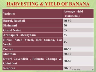 Varieties
Average yield
(tones/ha.)
Basrai, Rasthali 40-50
Shrimanti 70
Grand Naine 65
Ardhapuri , Meanyham 55
Hirsal, Safed Velchi, Red banana, Lal
Velchi
45
Poovan 40-50
Monthan 30-40
Dwarf Cavendish , Robusta Champa &
Chini desi
50-60
Nendran 30-35 2125-10-2016
 