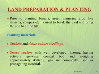  Prior to planting banana, green manuring crop like
daincha, cowpea etc. is used to break the clod and bring
the soil to a fine tilt.
Planting material:-
 Suckers and tissue culture seedlings.
 Sword suckers with well developed rhizome, having
actively growing conical bud and weighing
approximately 450-700 gm are commonly used as
propagating material.
825-10-2016
 