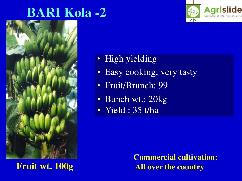 Banana Full Cultivation Guide for Beginner Banana Tree