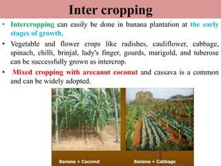 production-technology-of-banana-in-nepal-pptx