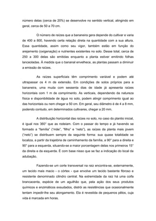 número delas (cerca de 20%) se desenvolve no sentido vertical, atingindo em
geral, cerca de 50 a 70 cm.
O número de raízes que a bananeira gera depende do cultivar e varia
de 400 a 800, havendo certa relação direta na quantidade com a sua altura.
Essa quantidade, assim como seu vigor, também estão em função do
arejamento (oxigenação) e nutrientes existentes no solo. Desse total, cerca de
250 a 300 delas são emitidas enquanto a planta estiver emitindo folhas
lanceoladas. À medida que o bananal envelhece, as plantas passam a diminuir
a emissão de raízes.
As raízes superficiais têm comprimento variável e podem até
ultrapassar os 4 m de extensão. Em condições de solos próprios para a
bananeira, uma muda com sessenta dias de idade já apresenta raízes
horizontais com 1 m de comprimento. As verticais, dependendo da natureza
física e disponibilidade de água no solo, podem atingir comprimento igual ao
das horizontais ou nem chegar a 50 cm. Em geral, seu diâmetro é de 4 a 8 mm,
podendo contudo, em determinados cultivares, chegar a 20 mm.
A distribuição horizontal das raízes no solo, no caso do plantio inicial,
é igual nos 360° que as rodeiam. Com o passar do tempo e já havendo se
formado a “família” (“mãe”, “filho” e “neto”), as raízes da planta mais jovem
(“neto”) se distribuem sempre da seguinte forma: sua quase totalidade se
localiza, a partir da trajetória de caminhamento da família, a 90° para a direita e
90° para a esquerda, situando-se a maior porcentagem delas nos primeiros 15°
da direita e da esquerda. É com base nisso que se faz a indicação do local da
adubação.
Fazendo-se um corte transversal na raiz encontra-se, externamente,
um tecido mais macio - o córtex - que envolve um tecido bastante fibroso e
resistente denominado cilindro central. Na extremidade da raiz há uma coifa
brancacenta, espécie de um aguilhão que, pela ação dos seus produtos
químicos e enzimáticos exsudados, distrói as resistências que ocasionalmente
tentam impedir-lhe seu alongamento. Ela é revestida de pequenos pêlos, cuja
vida é marcada em horas.
 
