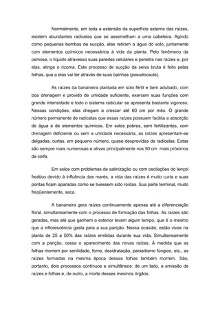Normalmente, em toda a extensão da superfície externa das raízes,
existem abundantes radicelas que se assemelham a uma cabeleira. Agindo
como pequenas bombas de sucção, elas retiram a água do solo, juntamente
com elementos químicos necessários à vida da planta. Pelo fenômeno da
osmose, o líquido atravessa suas paredes celulares e penetra nas raízes e, por
elas, atinge o rizoma. Este processo de sucção da seiva bruta é feito pelas
folhas, que a elas vai ter através de suas bainhas (pseudocaule).
As raízes da bananeira plantada em solo fértil e bem adubado, com
boa drenagem e provido de umidade suficiente, exercem suas funções com
grande intensidade e todo o sistema radicular se apresenta bastante vigoroso.
Nessas condições, elas chegam a crescer até 60 cm por mês. O grande
número permanente de radicelas que essas raízes possuem facilita a absorção
de água e de elementos químicos. Em solos pobres, sem fertilizantes, com
drenagem deficiente ou sem a umidade necessária, as raízes apresentam-se
delgadas, curtas, em pequeno número, quase desprovidas de radicelas. Estas
são sempre mais numerosas e ativas principalmente nos 50 cm mais próximos
da coifa.
Em solos com problemas de salinização ou com oscilações do lençol
freático devido à influência das marés, a vida das raízes é muito curta e suas
pontas ficam aparadas como se tivessem sido roídas. Sua parte terminal, muito
freqüentemente, seca.
A bananeira gera raízes continuamente apenas até a diferenciação
floral, simultaneamente com o processo de formação das folhas. As raízes são
geradas, mas até que ganhem o exterior levam algum tempo, que é o mesmo
que a inflorescência gasta para a sua parição. Nessa ocasião, estão vivas na
planta de 25 a 50% das raízes emitidas durante sua vida. Simultaneamente
com a parição, cessa o aparecimento das novas raízes. À medida que as
folhas morrem por senilidade, fome, desidratação, parasitismo fúngico, etc., as
raízes formadas na mesma época dessas folhas também morrem. São,
portanto, dois processos contínuos e simultâneos: de um lado, a emissão de
raízes e folhas e, de outro, a morte desses mesmos órgãos.
 