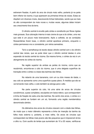 estiveram fixadas. A partir do arco de circulo mais velho, portanto já na parte
bem inferior do rizoma, é que aparecem as primeiras linhas de raízes. Estas se
dispõem em diversos níveis, descrevendo linhas helicoidais, sendo que as mais
do alto correspondem às mais novas e, muitas vezes, algumas delas iniciam
seu crescimento fora da terra.
O cilindro central é envolto pelo córtex e constituído por fibras rígidas
mais grossas. Sua coloração interna é mais creme do que a do córtex, uma vez
que este é um pouco mais brancacento. Após a colheita, se as condições
fitossanitárias foram boas, o cilindro central apodrece primeiro, enquanto o
córtex permanece vivo e consistente, por vários semestres.
Tal é a semelhança do tecido desse cilindro central com o do cilindro
central das raízes, que se pode dizer que o cilindro central destas é uma
expansão do tecido central do rizoma. Da mesma forma, o córtex da raiz é um
alongamento do córtex do rizoma.
Na região superior de ambas as partes do rizoma, como que as
recobrindo, encontra-se o colo do rizoma, que é uma delgada superfície de
transição entre o córtex e a base das bainhas das folhas.
No rebento de uma bananeira, com um ou dois meses de idade, o
seu colo se apresenta como uma superfície quase plana. À medida que ela se
vai tornando mais velha, o colo também se alonga para o alto.
Na parte superior do colo, há uma série de arcos de círculos
concêntricos, quase completos, esculpidos em baixo-relevo, que correspondem
à linha de fixação de cada uma das bainhas. No centro dos arcos, o córtex e o
cilindro central se fundem em um só, formando uma região meristemática
denominada câmbio.
Os diâmetros dos arcos de círculos crescem com a idade das folhas,
de modo que o maior diâmetro representa a linha de inserção da bainha da
folha mais externa e, portanto, a mais velha. Os arcos de círculos que
correspondem às folhas mais jovens são tão pequenos que é impossível vê-los
a olho nu. Com auxílio de lentes que aumentam de 10 a 20 vezes, verifica-se
 