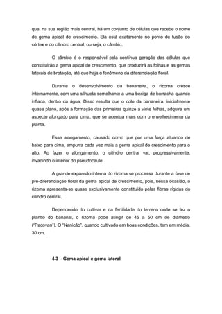 que, na sua região mais central, há um conjunto de células que recebe o nome
de gema apical de crescimento. Ela está exatamente no ponto de fusão do
córtex e do cilindro central, ou seja, o câmbio.
O câmbio é o responsável pela contínua geração das células que
constituirão a gema apical de crescimento, que produzirá as folhas e as gemas
laterais de brotação, até que haja o fenômeno da diferenciação floral.
Durante o desenvolvimento da bananeira, o rizoma cresce
internamente, com uma silhueta semelhante a uma bexiga de borracha quando
inflada, dentro da água. Disso resulta que o colo da bananeira, inicialmente
quase plano, após a formação das primeiras quinze a vinte folhas, adquire um
aspecto alongado para cima, que se acentua mais com o envelhecimento da
planta.
Esse alongamento, causado como que por uma força atuando de
baixo para cima, empurra cada vez mais a gema apical de crescimento para o
alto. Ao fazer o alongamento, o cilindro central vai, progressivamente,
invadindo o interior do pseudocaule.
A grande expansão interna do rizoma se processa durante a fase de
pré-diferenciação floral da gema apical de crescimento, pois, nessa ocasião, o
rizoma apresenta-se quase exclusivamente constituído pelas fibras rígidas do
cilindro central.
Dependendo do cultivar e da fertilidade do terreno onde se fez o
plantio do bananal, o rizoma pode atingir de 45 a 50 cm de diâmetro
(“Pacovan”). O “Nanicão”, quando cultivado em boas condições, tem em média,
30 cm.
4.3 – Gema apical e gema lateral
 