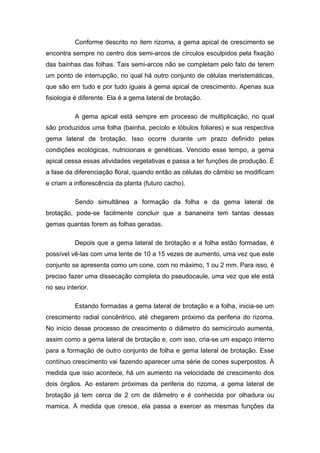 Conforme descrito no item rizoma, a gema apical de crescimento se
encontra sempre no centro dos semi-arcos de círculos esculpidos pela fixação
das bainhas das folhas. Tais semi-arcos não se completam pelo fato de terem
um ponto de interrupção, no qual há outro conjunto de células meristemáticas,
que são em tudo e por tudo iguais à gema apical de crescimento. Apenas sua
fisiologia é diferente. Ela é a gema lateral de brotação.
A gema apical está sempre em processo de multiplicação, no qual
são produzidos uma folha (bainha, pecíolo e lóbulos foliares) e sua respectiva
gema lateral de brotação. Isso ocorre durante um prazo definido pelas
condições ecológicas, nutricionais e genéticas. Vencido esse tempo, a gema
apical cessa essas atividades vegetativas e passa a ter funções de produção. É
a fase da diferenciação floral, quando então as células do câmbio se modificam
e criam a inflorescência da planta (futuro cacho).
Sendo simultânea a formação da folha e da gema lateral de
brotação, pode-se facilmente concluir que a bananeira tem tantas dessas
gemas quantas forem as folhas geradas.
Depois que a gema lateral de brotação e a folha estão formadas, é
possível vê-las com uma lente de 10 a 15 vezes de aumento, uma vez que este
conjunto se apresenta como um cone, com no máximo, 1 ou 2 mm. Para isso, é
preciso fazer uma dissecação completa do pseudocaule, uma vez que ele está
no seu interior.
Estando formadas a gema lateral de brotação e a folha, inicia-se um
crescimento radial concêntrico, até chegarem próximo da periferia do rizoma.
No início desse processo de crescimento o diâmetro do semicírculo aumenta,
assim como a gema lateral de brotação e, com isso, cria-se um espaço interno
para a formação de outro conjunto de folha e gema lateral de brotação. Esse
contínuo crescimento vai fazendo aparecer uma série de cones superpostos. À
medida que isso acontece, há um aumento na velocidade de crescimento dos
dois órgãos. Ao estarem próximas da periferia do rizoma, a gema lateral de
brotação já tem cerca de 2 cm de diâmetro e é conhecida por olhadura ou
mamica. À medida que cresce, ela passa a exercer as mesmas funções da
 