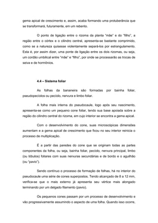 gema apical de crescimento e, assim, acaba formando uma protuberância que
se transformará, futuramente, em um rebento.
O ponto de ligação entre o rizoma da planta “mãe” e do “filho”, a
região entre o córtex e o cilindro central, apresenta-se bastante comprimido,
como se a natureza quisesse violentamente separá-los por estrangulamento.
Esta é, por assim dizer, uma ponte de ligação entre os dois rizomas, ou seja,
um cordão umbilical entre “mãe” e “filho”, por onde se processarão as trocas de
seiva e de hormônios.
4.4 – Sistema foliar
As folhas da bananeira são formadas por bainha foliar,
pseudopecíolos ou pecíolo, nervura e limbo foliar.
A folha mais interna do pseudocaule, logo após seu nascimento,
apresenta-se como um pequeno cone foliar, tendo sua base apoiada sobre a
região do cilindro central do rizoma, em cujo interior se encontra a gema apical.
Com o desenvolvimento do cone, suas microscópicas dimensões
aumentam e a gema apical de crescimento que ficou no seu interior reinicia o
processo de multiplicação.
É a partir das paredes do cone que se originam todas as partes
componentes da folha, ou seja, bainha foliar, pecíolo, nervura principal, limbo
(ou lóbulos) foliares com suas nervuras secundárias e de bordo e o aguilhão
(ou “pavio”).
Sendo contínuo o processo de formação de folhas, há no interior do
pseudocaule uma série de cones superpostos. Tendo alcançado de 8 a 12 mm,
verifica-se que o mais externo já apresenta seu vértice mais alongado
terminando por um delgado filamento (pavio).
Os pequenos cones passam por um processo de desenvolvimento e
vão progressivamente assumindo o aspecto de uma folha. Quando isso ocorre,
 