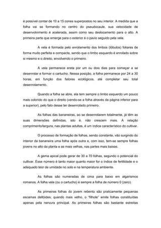 é possível contar de 10 a 15 cones superpostos no seu interior. A medida que a
folha vai se formando no centro do pseudocaule, sua velocidade de
desenvolvimento é acelerada, assim como seu deslocamento para o alto. A
primeira parte que emerge para o exterior é o pavio seguido pela vela.
A vela é formada pelo enrolamento dos limbos (lóbulos) foliares de
forma muito perfeita e compacta, sendo que o limbo esquerdo é enrolado sobre
si mesmo e o direito, envolvendo o primeiro.
A vela permanece ereta por um ou dois dias para começar a se
desenrolar e formar o cartucho. Nessa posição, a folha permanece por 24 a 30
horas, em função dos fatores ecológicos, até completar seu total
desenrolamento.
Quando a folha se abre, ela tem sempre o limbo esquerdo um pouco
mais colorido do que o direito (vendo-se a folha através da página inferior para
a superior), pelo fato desse ter desenrolado primeiro.
As folhas das bananeiras, ao se desenrolarem totalmente, já têm as
suas dimensões definidas, isto é, não crescem mais. A relação
comprimento/largura, nas plantas adultas, é um índice característico do cultivar.
O processo de formação de folhas, sendo constante, vão surgindo do
interior da bananeira uma folha após outra e, com isso, tem-se sempre folhas
jovens no alto da planta e as mais velhas, nas partes mais baixas.
A gema apical pode gerar de 30 a 70 folhas, segundo o potencial do
cultivar. Esse número é tanto maior quanto maior for o índice de fertilidade e o
adequado teor de umidade no solo e na temperatura ambiente.
As folhas são numeradas de cima para baixo em algarismos
romanos. A folha vela (ou o cartucho) é sempre a folha de número 0 (zero).
As primeiras folhas do jovem rebento são praticamente pequenas
escamas deltóides; quando mais velho, o “filhote” emite folhas constituídas
apenas pela nervura principal. As primeiras folhas são bastante estreitas
 
