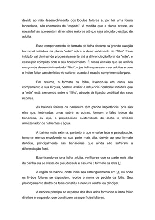 devido ao não desenvolvimento dos lóbulos foliares e, por ter uma forma
lanceolada, são chamadas de “espada”. À medida que a planta cresce, as
novas folhas apresentam dimensões maiores até que seja atingido o estágio de
adulta.
Esse comportamento do formato da folha decorre da grande atuação
hormonal inibidora da planta “mãe” sobre o desenvolvimento do “filho”. Essa
inibição vai diminuindo progressivamente até a diferenciação floral da “mãe”, e
cessa por completo com o seu florescimento. É nessa ocasião que se verifica
um grande desenvolvimento do “filho”, cujas folhas passam a ser adultas e com
o índice foliar característico do cultivar, quanto à relação comprimento/largura.
Em resumo, o formato da folha, levando-se em conta seu
comprimento e sua largura, permite avaliar a influência hormonal inibidora que
a “mãe” está exercendo sobre o “filho”, através da ligação umbilical dos seus
rizomas.
As bainhas foliares da bananeira têm grande importância, pois são
elas que, imbricadas umas sobre as outras, formam o falso tronco da
bananeira, ou seja, o pseudocaule, sustentáculo do cacho e também
armazenador de nutrientes e água.
A bainha mais externa, portanto a que envolve todo o pseudocaule,
torna-se menos envolvente na sua parte mais alta, devido ao seu formato
deltóide, principalmente nas bananeiras que ainda não sofreram a
diferenciação floral.
Examinando-se uma folha adulta, verifica-se que na parte mais alta
da bainha ela se afasta do pseudocaule e assume o formato da letra U.
A região da bainha, onde inicia seu estrangulamento em U, até onde
os limbos foliares se expandem, recebe o nome de pecíolo da folha. Seu
prolongamento dentro da folha constitui a nervura central ou principal.
A nervura principal se expande dos dois lados formando o limbo foliar
direito e o esquerdo, que constituem as superfícies foliares.
 