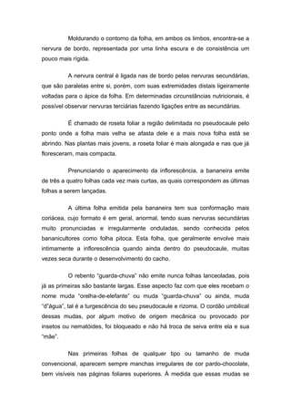Moldurando o contorno da folha, em ambos os limbos, encontra-se a
nervura de bordo, representada por uma linha escura e de consistência um
pouco mais rígida.
A nervura central é ligada nas de bordo pelas nervuras secundárias,
que são paralelas entre si, porém, com suas extremidades distais ligeiramente
voltadas para o ápice da folha. Em determinadas circunstâncias nutricionais, é
possível observar nervuras terciárias fazendo ligações entre as secundárias.
É chamado de roseta foliar a região delimitada no pseudocaule pelo
ponto onde a folha mais velha se afasta dele e a mais nova folha está se
abrindo. Nas plantas mais jovens, a roseta foliar é mais alongada e nas que já
floresceram, mais compacta.
Prenunciando o aparecimento da inflorescência, a bananeira emite
de três a quatro folhas cada vez mais curtas, as quais correspondem as últimas
folhas a serem lançadas.
A última folha emitida pela bananeira tem sua conformação mais
coriácea, cujo formato é em geral, anormal, tendo suas nervuras secundárias
muito pronunciadas e irregularmente onduladas, sendo conhecida pelos
bananicultores como folha pitoca. Esta folha, que geralmente envolve mais
intimamente a inflorescência quando ainda dentro do pseudocaule, muitas
vezes seca durante o desenvolvimento do cacho.
O rebento “guarda-chuva” não emite nunca folhas lanceoladas, pois
já as primeiras são bastante largas. Esse aspecto faz com que eles recebam o
nome muda “orelha-de-elefante” ou muda “guarda-chuva” ou ainda, muda
“d”água”, tal é a turgescência do seu pseudocaule e rizoma. O cordão umbilical
dessas mudas, por algum motivo de origem mecânica ou provocado por
insetos ou nematóides, foi bloqueado e não há troca de seiva entre ela e sua
“mãe”.
Nas primeiras folhas de qualquer tipo ou tamanho de muda
convencional, aparecem sempre manchas irregulares de cor pardo-chocolate,
bem visíveis nas páginas foliares superiores. À medida que essas mudas se
 