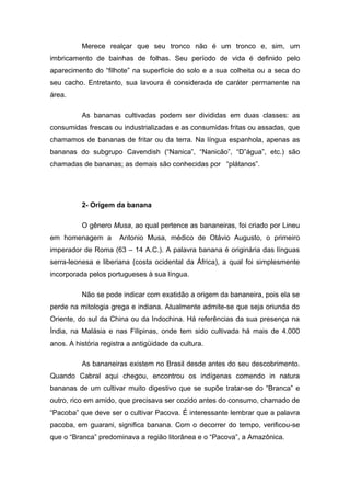 Merece realçar que seu tronco não é um tronco e, sim, um
imbricamento de bainhas de folhas. Seu período de vida é definido pelo
aparecimento do “filhote” na superfície do solo e a sua colheita ou a seca do
seu cacho. Entretanto, sua lavoura é considerada de caráter permanente na
área.
As bananas cultivadas podem ser divididas em duas classes: as
consumidas frescas ou industrializadas e as consumidas fritas ou assadas, que
chamamos de bananas de fritar ou da terra. Na língua espanhola, apenas as
bananas do subgrupo Cavendish (“Nanica”, “Nanicão”, “D”água”, etc.) são
chamadas de bananas; as demais são conhecidas por “plátanos”.
2- Origem da banana
O gênero Musa, ao qual pertence as bananeiras, foi criado por Lineu
em homenagem a Antonio Musa, médico de Otávio Augusto, o primeiro
imperador de Roma (63 – 14 A.C.). A palavra banana é originária das línguas
serra-leonesa e liberiana (costa ocidental da África), a qual foi simplesmente
incorporada pelos portugueses à sua língua.
Não se pode indicar com exatidão a origem da bananeira, pois ela se
perde na mitologia grega e indiana. Atualmente admite-se que seja oriunda do
Oriente, do sul da China ou da Indochina. Há referências da sua presença na
Índia, na Malásia e nas Filipinas, onde tem sido cultivada há mais de 4.000
anos. A história registra a antigüidade da cultura.
As bananeiras existem no Brasil desde antes do seu descobrimento.
Quando Cabral aqui chegou, encontrou os indígenas comendo in natura
bananas de um cultivar muito digestivo que se supõe tratar-se do “Branca” e
outro, rico em amido, que precisava ser cozido antes do consumo, chamado de
“Pacoba” que deve ser o cultivar Pacova. É interessante lembrar que a palavra
pacoba, em guarani, significa banana. Com o decorrer do tempo, verificou-se
que o “Branca” predominava a região litorânea e o “Pacova”, a Amazônica.
 