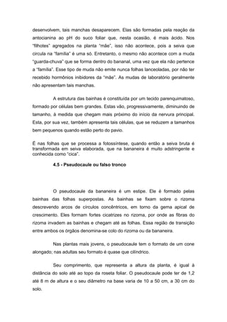 desenvolvem, tais manchas desaparecem. Elas são formadas pela reação da
antocianina ao pH do suco foliar que, nesta ocasião, é mais ácido. Nos
“filhotes” agregados na planta “mãe”, isso não acontece, pois a seiva que
circula na “família” é uma só. Entretanto, o mesmo não acontece com a muda
“guarda-chuva” que se forma dentro do bananal, uma vez que ela não pertence
a “família”. Esse tipo de muda não emite nunca folhas lanceoladas, por não ter
recebido hormônios inibidores da “mãe”. As mudas de laboratório geralmente
não apresentam tais manchas.
A estrutura das bainhas é constituída por um tecido parenquimatoso,
formado por células bem grandes. Estas vão, progressivamente, diminuindo de
tamanho, à medida que chegam mais próximo do início da nervura principal.
Esta, por sua vez, também apresenta tais células, que se reduzem a tamanhos
bem pequenos quando estão perto do pavio.
É nas folhas que se processa a fotossíntese, quando então a seiva bruta é
transformada em seiva elaborada, que na bananeira é muito adstringente e
conhecida como “cica”.
4.5 - Pseudocaule ou falso tronco
O pseudocaule da bananeira é um estipe. Ele é formado pelas
bainhas das folhas superpostas. As bainhas se fixam sobre o rizoma
descrevendo arcos de círculos concêntricos, em torno da gema apical de
crescimento. Eles formam fortes cicatrizes no rizoma, por onde as fibras do
rizoma invadem as bainhas e chegam até as folhas. Essa região de transição
entre ambos os órgãos denomina-se colo do rizoma ou da bananeira.
Nas plantas mais jovens, o pseudocaule tem o formato de um cone
alongado; nas adultas seu formato é quase que cilíndrico.
Seu comprimento, que representa a altura da planta, é igual à
distância do solo até ao topo da roseta foliar. O pseudocaule pode ter de 1,2
até 8 m de altura e o seu diâmetro na base varia de 10 a 50 cm, a 30 cm do
solo.
 