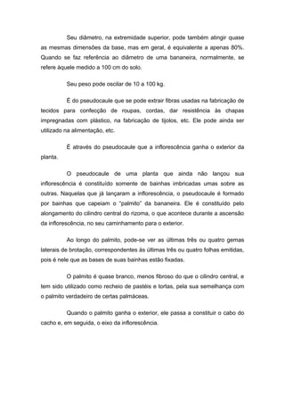 Seu diâmetro, na extremidade superior, pode também atingir quase
as mesmas dimensões da base, mas em geral, é equivalente a apenas 80%.
Quando se faz referência ao diâmetro de uma bananeira, normalmente, se
refere àquele medido a 100 cm do solo.
Seu peso pode oscilar de 10 a 100 kg.
É do pseudocaule que se pode extrair fibras usadas na fabricação de
tecidos para confecção de roupas, cordas, dar resistência às chapas
impregnadas com plástico, na fabricação de tijolos, etc. Ele pode ainda ser
utilizado na alimentação, etc.
É através do pseudocaule que a inflorescência ganha o exterior da
planta.
O pseudocaule de uma planta que ainda não lançou sua
inflorescência é constituído somente de bainhas imbricadas umas sobre as
outras. Naquelas que já lançaram a inflorescência, o pseudocaule é formado
por bainhas que capeiam o “palmito” da bananeira. Ele é constituído pelo
alongamento do cilindro central do rizoma, o que acontece durante a ascensão
da inflorescência, no seu caminhamento para o exterior.
Ao longo do palmito, pode-se ver as últimas três ou quatro gemas
laterais de brotação, correspondentes às últimas três ou quatro folhas emitidas,
pois é nele que as bases de suas bainhas estão fixadas.
O palmito é quase branco, menos fibroso do que o cilindro central, e
tem sido utilizado como recheio de pastéis e tortas, pela sua semelhança com
o palmito verdadeiro de certas palmáceas.
Quando o palmito ganha o exterior, ele passa a constituir o cabo do
cacho e, em seguida, o eixo da inflorescência.
 